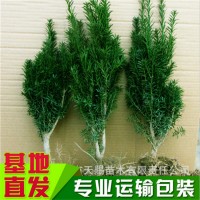 基地批發(fā)曼地亞紅豆杉樹(shù)苗 園林觀(guān)賞綠化苗木 庭院綠植盆景風(fēng)景樹(shù)